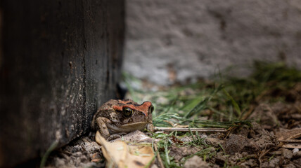 poisoness frog with a red head