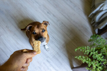 man giving dog a buscuit focus on buscuit