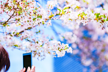 桜 を スマホ で 撮影 する　【 春 の 花見 の イメージ 】