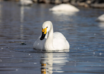 Naklejka premium mute swan cygnus olor