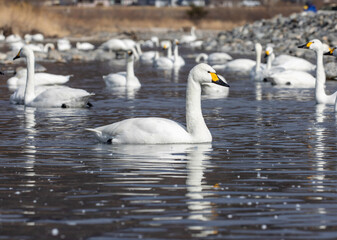 swan on the lake