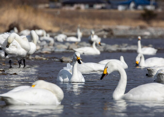 swans on the river