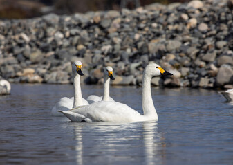 Obraz premium swans on the lake