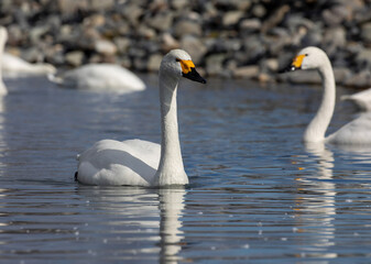 swans on the lake
