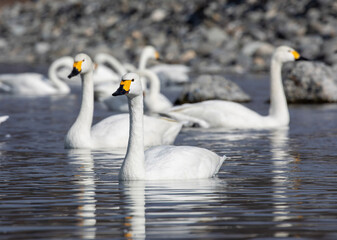 swans on the lake