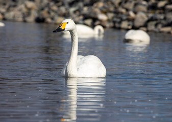 swan on the lake