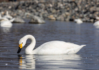 swan on the lake