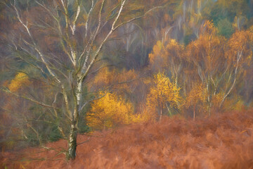 Digital painting of golden autumnal fall tree and leaf colours at the Downs Banks, Barlaston in Staffordshire.