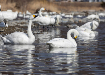swans on the river