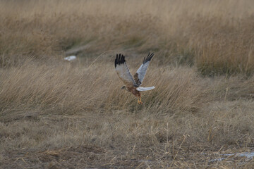 Western marsh harrier flying over dry grass