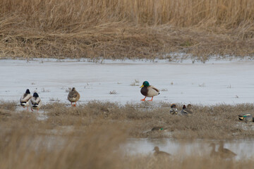 Ducks resting on dry  grass near frozen water. Bird: Anas platyrhynchos mallard