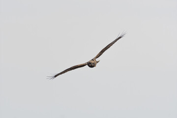 Flying hawk. Bird: Western Marsh Harrier. Circus aeruginosus. Nature and sky background.