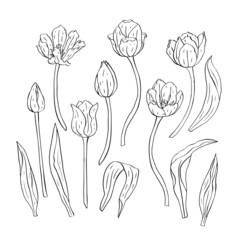 Monochrome Line art tulips flowers and leaves isolated on white background