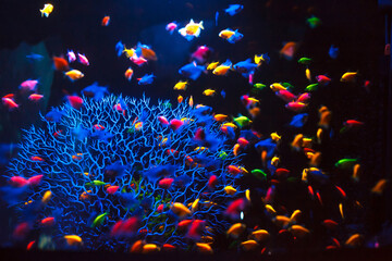 Fototapeta na wymiar Marine fish in a large aquarium.
