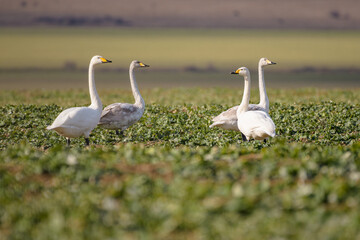 Swans walking on a colza field. Bird: whooper swan,  Cygnus cygnus