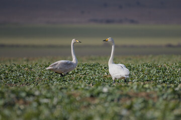 Swans walking on a colza field. Bird: whooper swan,  Cygnus cygnus