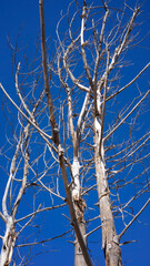 árbol seco