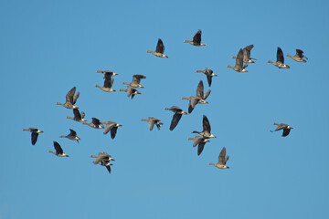 Bird: greater white-fronted goose, Anser albifrons