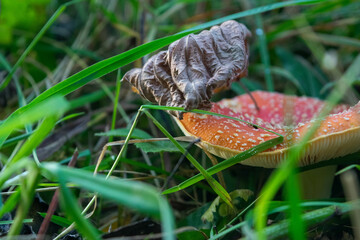 A poisonous and hallucinogenic mushroom Fly agaric in the grass against the background of an autumn forest. Red poisonous mushroom close-up in the natural environment. Beautiful autumn landscape