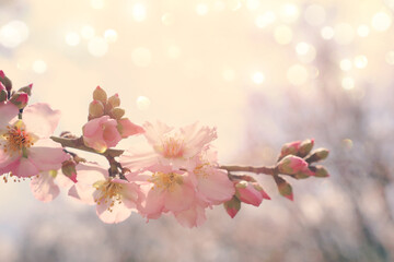 background of spring cherry blossoms tree. selective focus