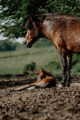 Fototapeta premium Junge Islandpferde auf der Weide