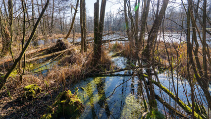 Puszcza Bieniszewska - kompleks leśny w powiecie konińskim w gminie Kazimierz Biskupi.