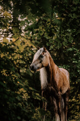 Haflinger im Portrait