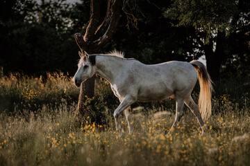 Araber auf der Weide im Sonnenuntergang