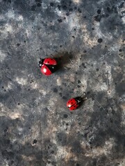 Pattern of ladybugs on a rusty concrete background with copy space
