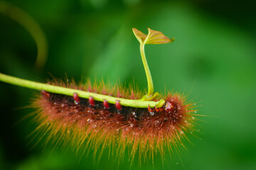 Closeup shot of a lepidoptera moth larva feeding on plant leaf in summer season, Blurred nature green background, Copy spaces