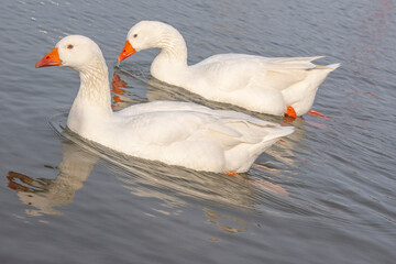 Zwei weiße Gänse im Wasser