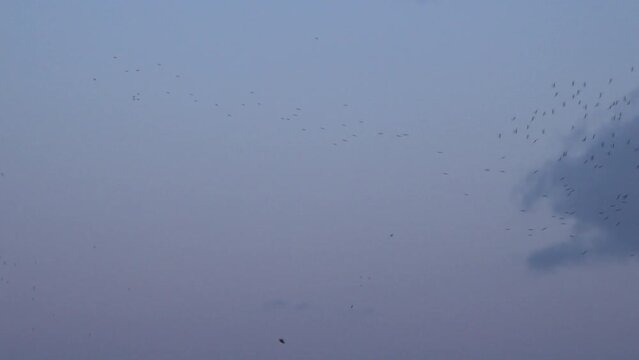 Large flock of starling birds in murmuration in the sky amazing natural sight in winter England UK 4K