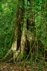 Tree and trunks in dense tropical jungle rain forest, majestic tree with , Parque Nacional Manuel Antonio, Costa Rica wilderness landscape
