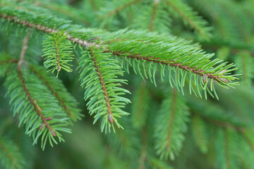 Closeup of branch of a fir tree. Season. Park