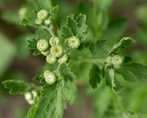 chrysanthemum buds..