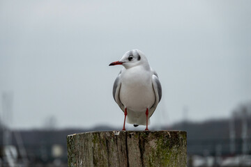 black headed gull with winter plumage perched on a post