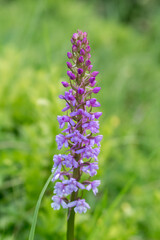 Obraz premium orchis flower