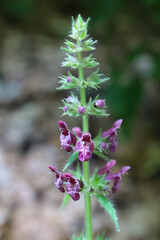 purple flower