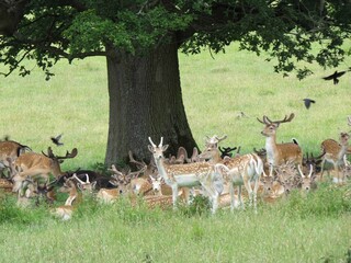 herd of fallow deer seeking shade under a tree in the English countryside