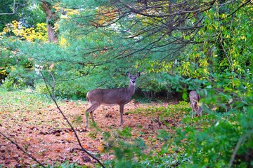 Wild deer in the fall in a suburban New Jersey backyard