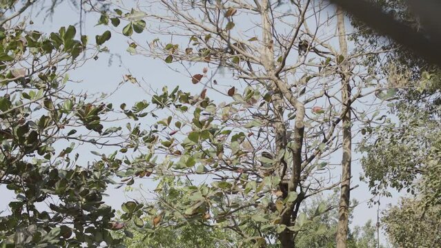 Slider movement of Woolly Spider monkeys having fun jumping between trees