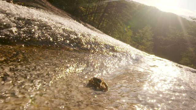 Crawdad crawling by a mountain waterfall, into the sun