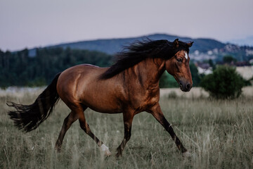 Paso Finos im Sommer © Lara