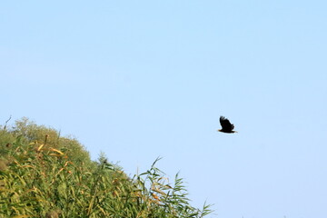 white tailed eagle in Danube Delta Romania