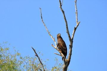 white tailed eagle in Danube Delta Romania
