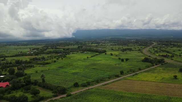 Serene landscape of green corn plantations, Loitokitok town, Kenya, aerial view
