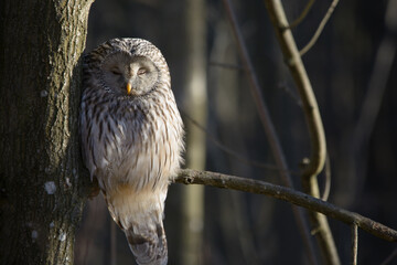 wild tawny owl sitting on a branch
