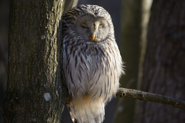 wild tawny owl sitting on a branch