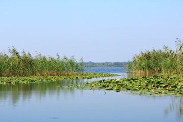 Little Yellow Waterlily in Danube Delta