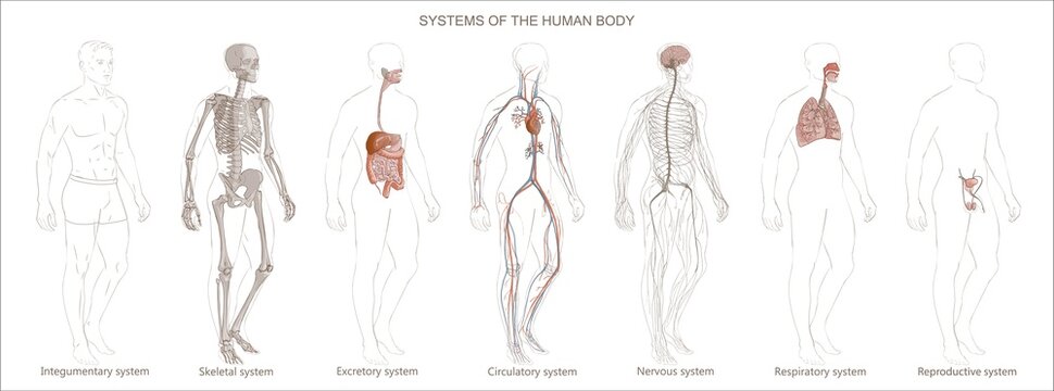 The illustration Human Body Systems: Circulatory, Skeletal, Nervous, Digestive systems. Full-length isolated image diagram of man male vector.